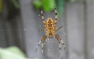 Désinsectisation Pays de Gex | 3D PURE, Experts Anti-Insectes