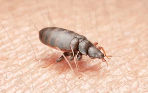 punaise de lit sur la peau