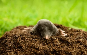 Dératisation Pays de Gex, 3D PURE Expert en Lutte Anti-Rongeurs 🐀